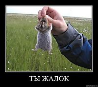 ТЫ ЖАЛОК 