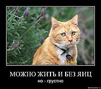 МОЖНО ЖИТЬ И БЕЗ ЯИЦ но - грустно