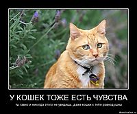 У КОШЕК ТОЖЕ ЕСТЬ ЧУВСТВА ты гавно и никогда этого не увидишь, даже кошки к тебе равнодушны