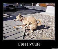 ЕБИ ГУСЕЙ 