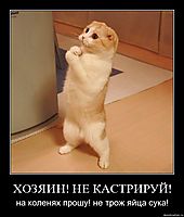 ХОЗЯИН! НЕ КАСТРИРУЙ! на коленях прошу! не трож яйца сука!