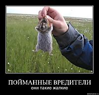 ПОЙМАННЫЕ ВРЕДИТЕЛИ они такие жалкие