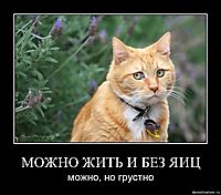 МОЖНО ЖИТЬ И БЕЗ ЯИЦ можно, но грустно