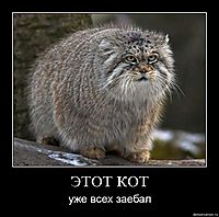 ЭТОТ КОТ уже всех заебал