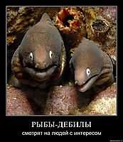 РЫБЫ-ДЕБИЛЫ смотрят на людей с интересом