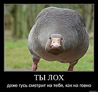ТЫ ЛОХ даже гусь смотрит на тебя, как на говно