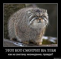 ЭТОТ КОТ СМОТРИТ НА ТЕБЯ как на сметану. неожиданно, правда?