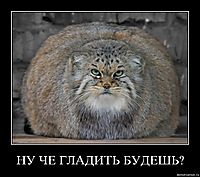 НУ ЧЕ ГЛАДИТЬ БУДЕШЬ? 