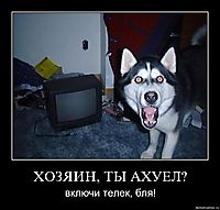 ХОЗЯИН, ТЫ АХУЕЛ? включи телек, бля!