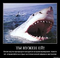 ТЫ НУЖЕН ЕЙ! белая акула кархародон находится на грани вымирания. помоги ей. отправляйся на отдых на пляжи южной африки и австралии