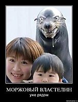 МОРЖОВЫЙ ВЛАСТЕЛИН уже рядом