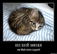 НЕ БЕЙ МЕНЯ не бей кота сцуко!