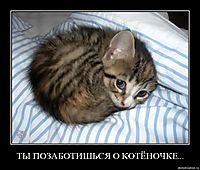 ТЫ ПОЗАБОТИШЬСЯ О КОТЁНОЧКЕ... 