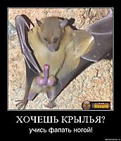 ХОЧЕШЬ КРЫЛЬЯ? учись фапать ногой!