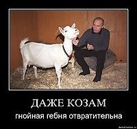 ДАЖЕ КОЗАМ гнойная гебня отвратительна