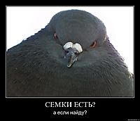 СЕМКИ ЕСТЬ? а если найду?