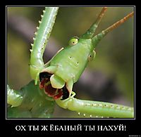 ОХ ТЫ Ж ЁБАНЫЙ ТЫ НАХУЙ! 