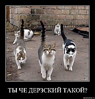 ТЫ ЧЕ ДЕРЗСКИЙ ТАКОЙ? 