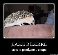 ДАЖЕ В ЁЖИКЕ можно разбудить зверя