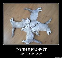 СОЛНЦЕВОРОТ котят в природе