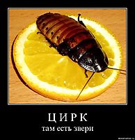 Ц И Р К там есть звери