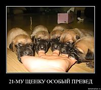 21-МУ ЩЕНКУ ОСОБЫЙ ПРЕВЕД 