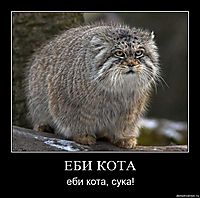 ЕБИ КОТА еби кота, сука!