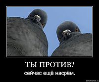 ТЫ ПРОТИВ? сейчас ещё насрём.