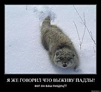 Я ЖЕ ГОВОРИЛ ЧТО ВЫЖИВУ ПАДЛЫ! вот он ваш пиздец!!!