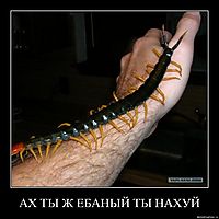 АХ ТЫ Ж ЕБАНЫЙ ТЫ НАХУЙ 