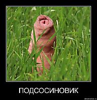 ПОДСОСИНОВИК 