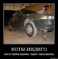 КОТЫ-ИНДИГО они в твоём гараже. тырят твою резину
