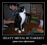 HEAVY METAL ВСТАВЛЯЕТ даже коты офигевают