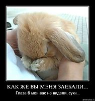 КАК ЖЕ ВЫ МЕНЯ ЗАЕБАЛИ... Глаза б мои вас не видели, суки...