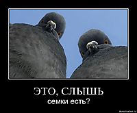 ЭТО, СЛЫШЬ семки есть?