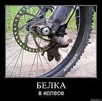 БЕЛКА в колесе