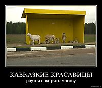 КАВКАЗКИЕ КРАСАВИЦЫ рвутся покорять москву