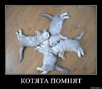 КОТЯТА ПОМНЯТ 