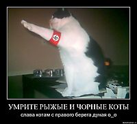 УМРИТЕ РЫЖЫЕ И ЧОРНЫЕ КОТЫ слава котам с правого берега дуная о_о