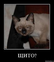 ЩИТО? 