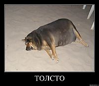 ТОЛСТО 