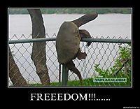 FREEEDOM!!!...... 
