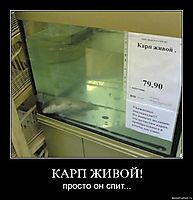 КАРП ЖИВОЙ! просто он спит...