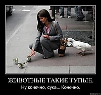 ЖИВОТНЫЕ ТАКИЕ ТУПЫЕ. Ну конечно, сука... Конечно.