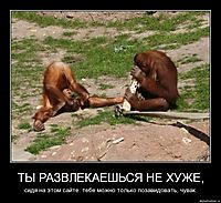 ТЫ РАЗВЛЕКАЕШЬСЯ НЕ ХУЖЕ, сидя на этом сайте. тебе можно только позавидовать, чувак.