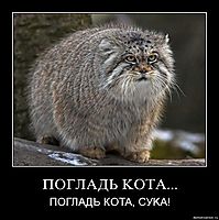ПОГЛAДЬ KOТA... ПOГЛAДЬ КOTA, CУKA!