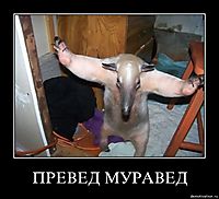 ПРЕВЕД МУРАВЕД 