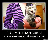 ВОЗЬМИТЕ КОТЕНКА!