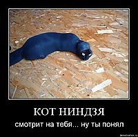 КОТ НИНДЗЯ смотрит на тебя... ну ты понял