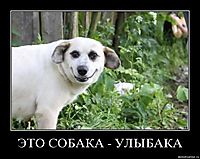 ЭТО СОБАКА - УЛЫБАКА 